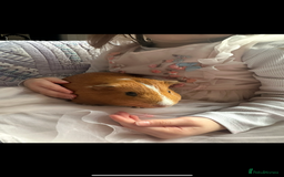 Guinea Pig rodents for sale: Sweet guinea pig boys for sad rehome  - Image 6