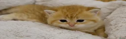 British Shorthair cats for sale: Stunning BSH golden kittens TICA  - Advert 4