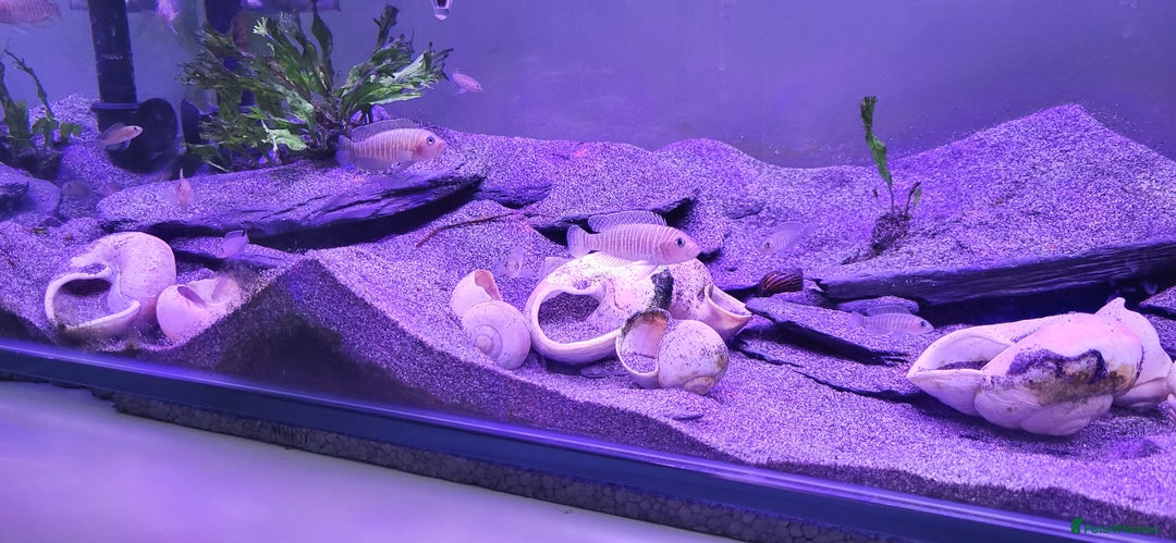 Cichlids fish for sale: Tanganyikan Cichlids - Image 2