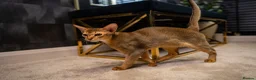 Abyssinian cats for sale: Majestic Abyssinian Boy-READY NOW-Champion Line - Advert 12