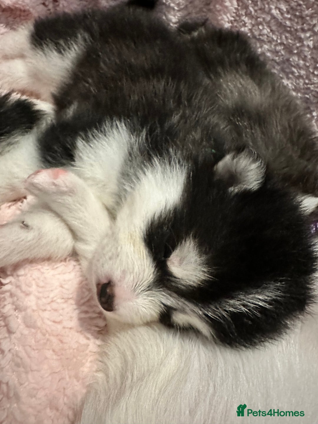 Pomsky dogs for sale: F4 beautiful puppy pomskie blue eyes - Image 14