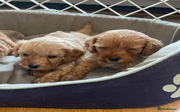 Cavapoo dogs for sale: Adorable toy Cavapoo pups apricot or fox red  - Image 12