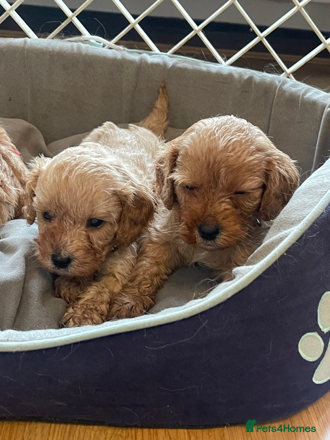 Cavapoo dogs for sale: Adorable toy Cavapoo pups apricot or fox red  - Image 12