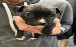 Mixed Breed dogs for sale: 3 Beautiful puppies looking for forever homes. - Advert 13