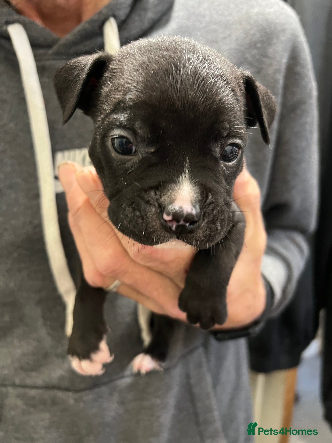 Mixed Breed dogs for sale: 3 Beautiful puppies looking for forever homes. - Advert 13