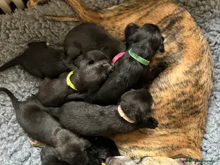 Mixed Breed dogs Bedlington Whippet pups. First Cross in Ibstock - Advert 1