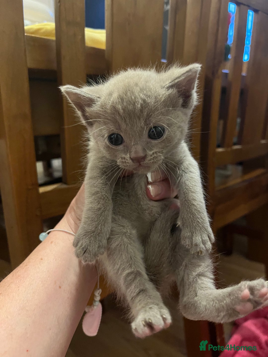 Mixed Breed cats for sale: Beautiful Ragdoll x BSH kittens for sale! - Image 3