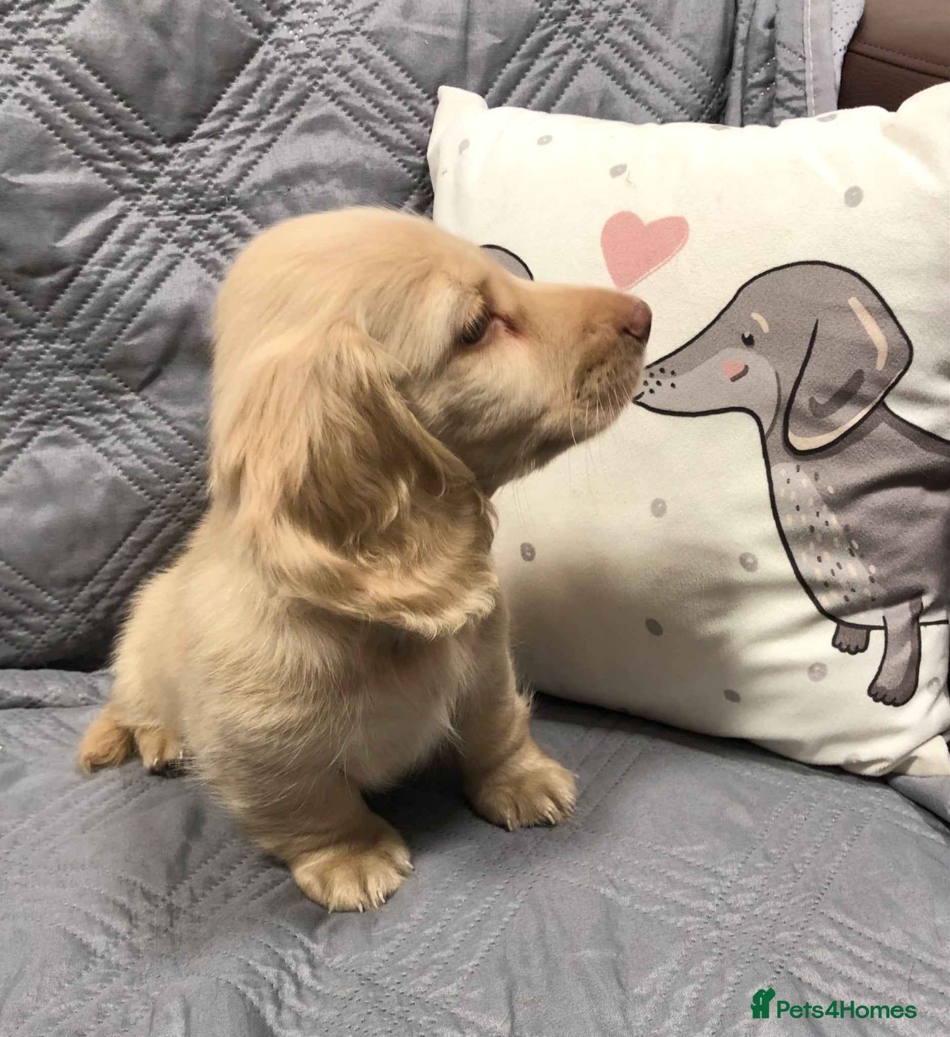 Miniature Dachshund dogs KC Miniature Longhaired cream dachshund  puppies - Advert 1