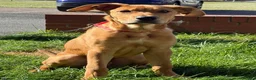 Mixed Breed dogs for sale: Kodi  in Blyth - Advert 5