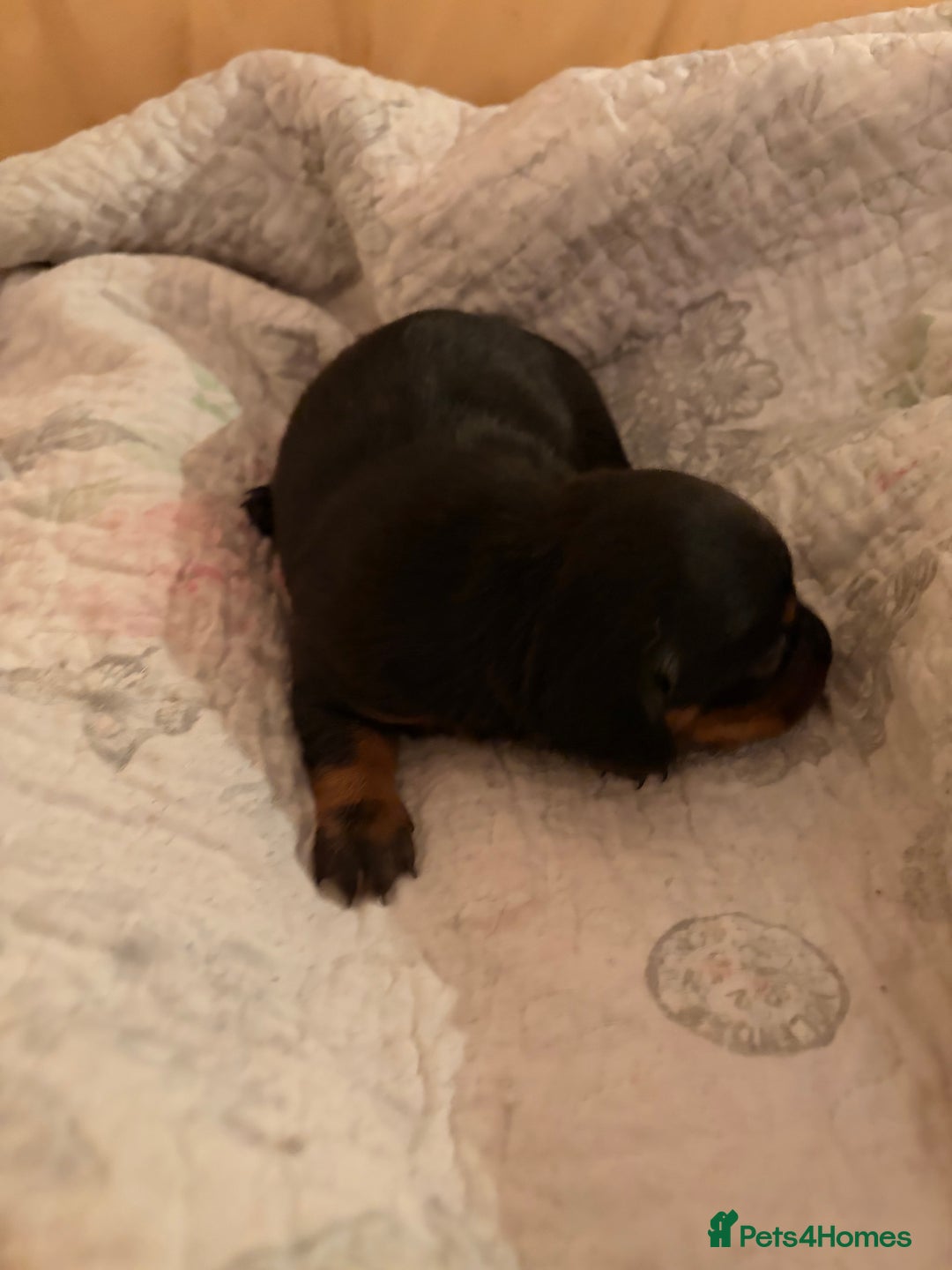 Dachshund dogs for sale: 4 beautiful dachund puppys  - Advert 2