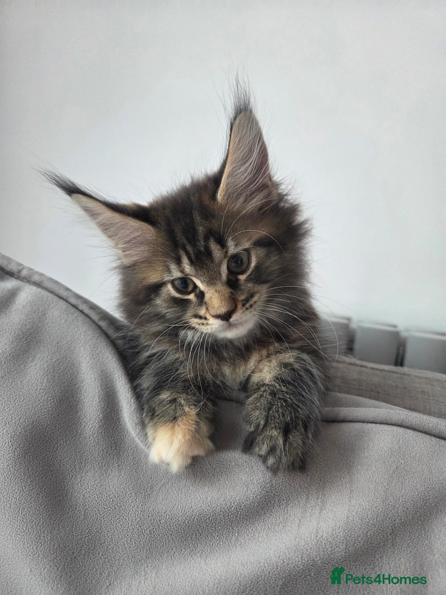 Maine Coon cats 🌟 1 Stunning Torbie girl left 🌟 TICA reg'd🌟 - Advert 12