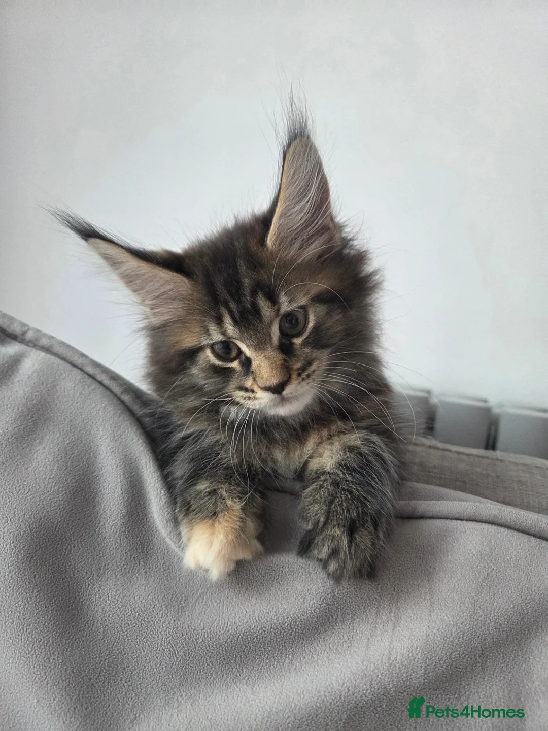 Maine Coon cats for sale: 🌟 1 Stunning Torbie girl left 🌟 TICA reg'd🌟 - Advert 2