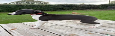 Whippet  red collar 
