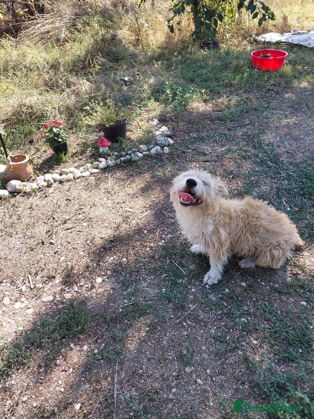 Mixed Breed dogs for adoption: A Gentle & Beautiful Girl - for a Loving Home - Image 23