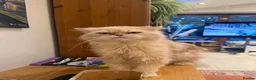 Persian cats for sale: Pure-bred Persian Girl (Female) - Ready Now £450 - Advert 3