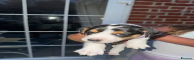 Jack Russell 1