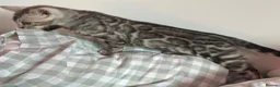 Bengal cats for sale: Silver Grey Male TICA Kitten - Advert 18