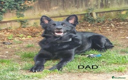 Mixed Breed dogs for sale: Dutch/German shepherd  - Image 8
