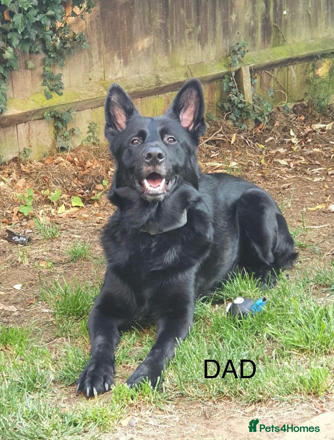 Mixed Breed dogs for sale: Dutch/German shepherd  - Image 8