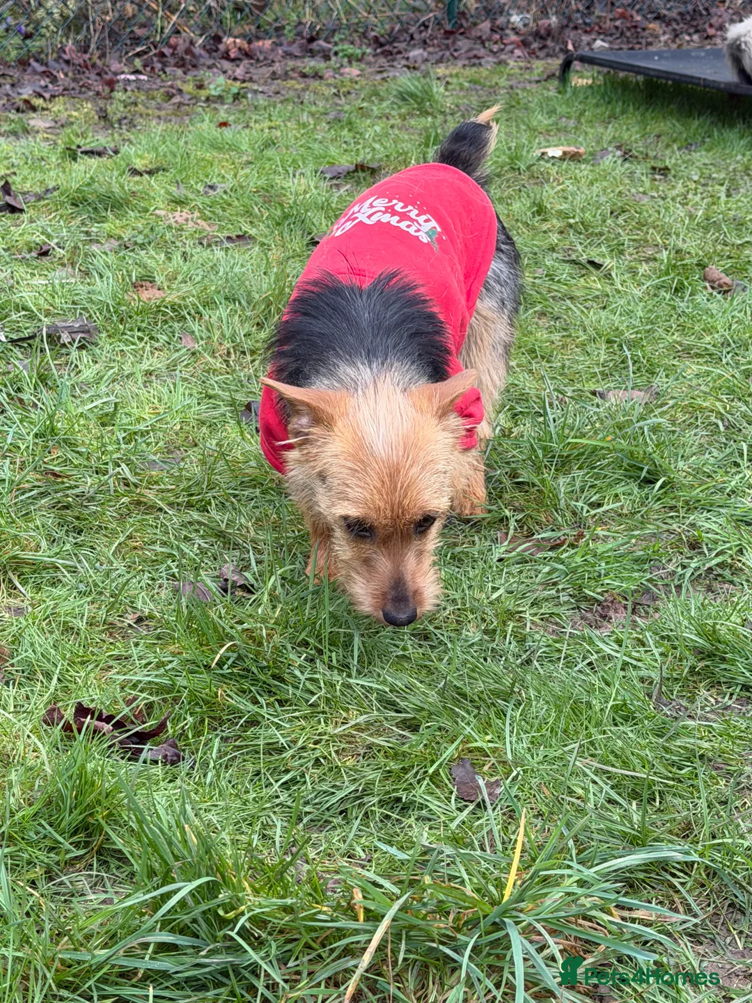 Yorkshire Terrier dogs for adoption: LISA – Female Yorkshire Terrier - Advert 9