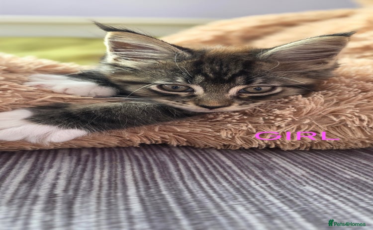 Maine Coon cats - Advert 15