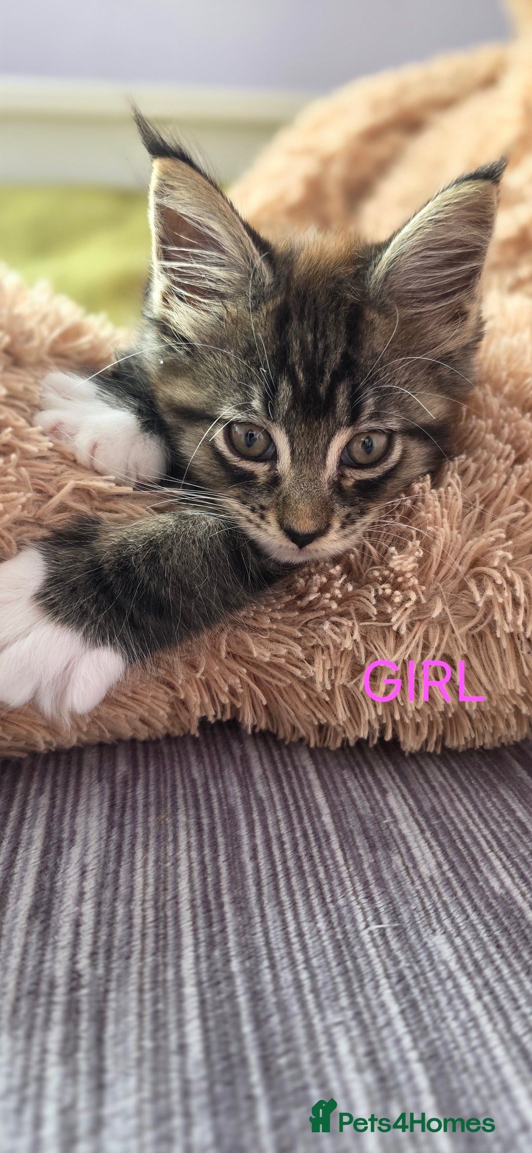 Maine Coon cats for sale: PURE BREED MAINE COONS KITTENS  - Image 1
