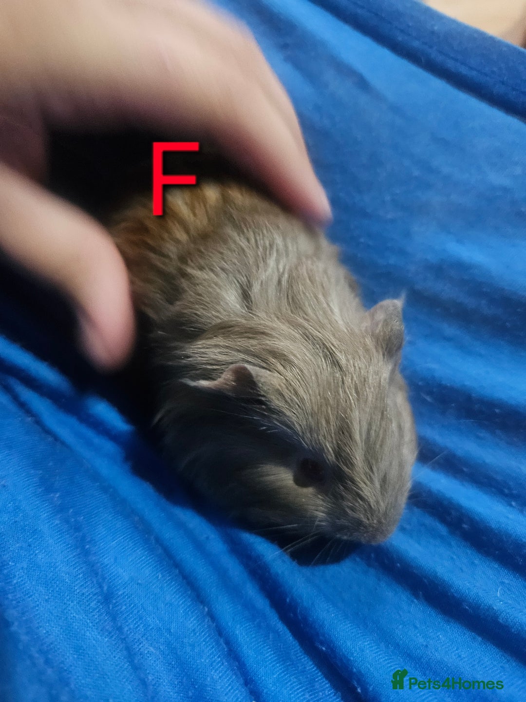 Guinea Pig rodents for sale: Baby guinea pigs 4 - Image 2