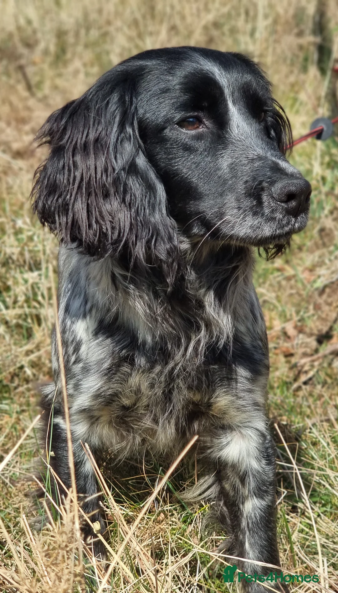Cocker Spaniel dogs for stud: Blue Roan Cocker Stud  in Alford - Advert 3