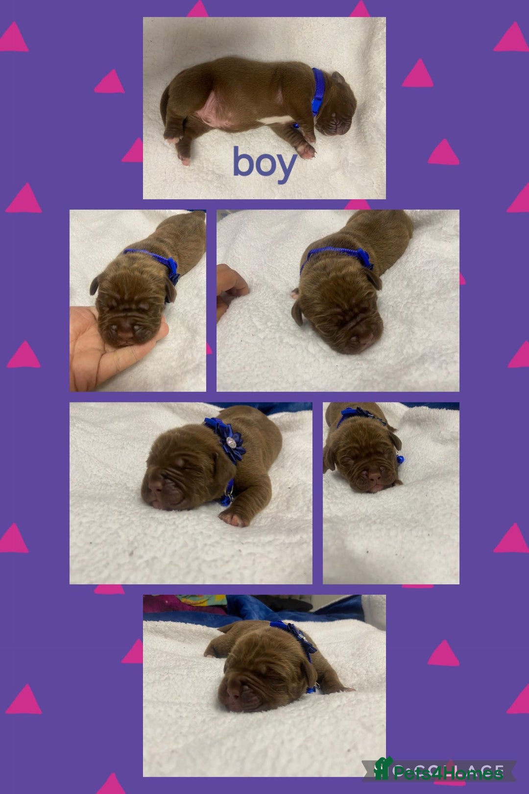Mixed Breed dogs for sale: Dogue de bordeaux x staff puppies  - Image 5