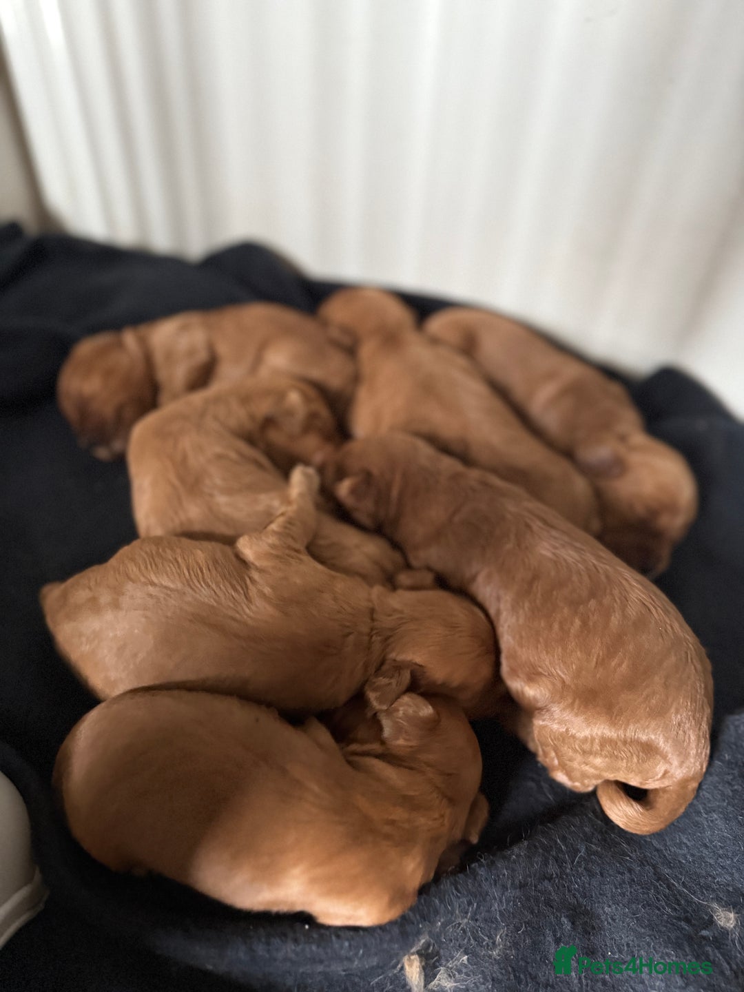 Cockapoo dogs for sale: Toy Cockapoo Puppies, Family Raised, Sweet Natured - Image 13