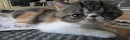 Exotic cats for sale: Super sweet Exotic female kitten READY NOW - Advert 22