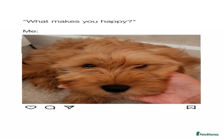 Cockapoo dogs - Advert 1