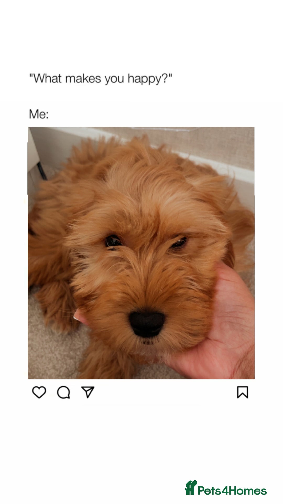 Cockapoo dogs for sale: Cockapoo Puppy – Loving Home Needed 🐶❤️ - Image 1