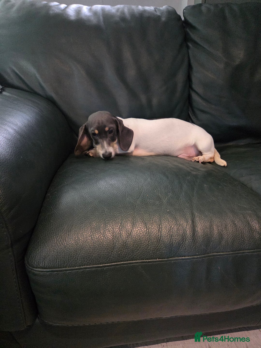 Miniature Dachshund dogs for sale: Kc registered Beautiful mini dachshund puppies - Advert 13