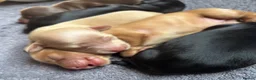 Miniature Dachshund dogs for sale: Miniature long haired Dachund puppies - Advert 4