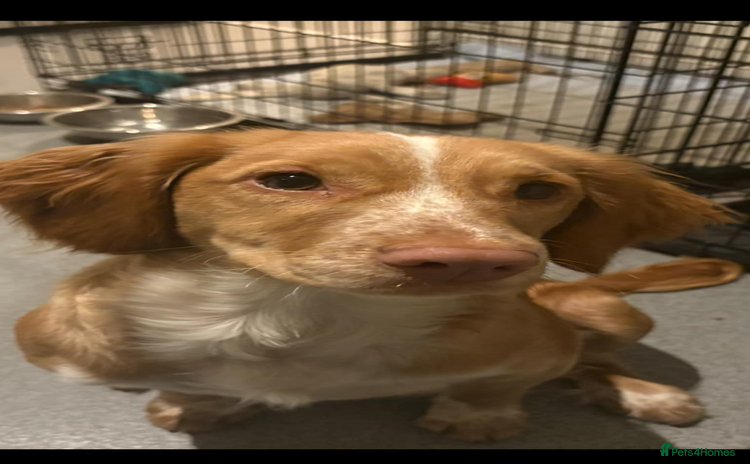 Cocker Spaniel dogs Cocker Spaniels for rehoming  - Advert 12