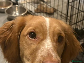 Cocker Spaniel dogs Cocker Spaniels for rehoming - Advert 8