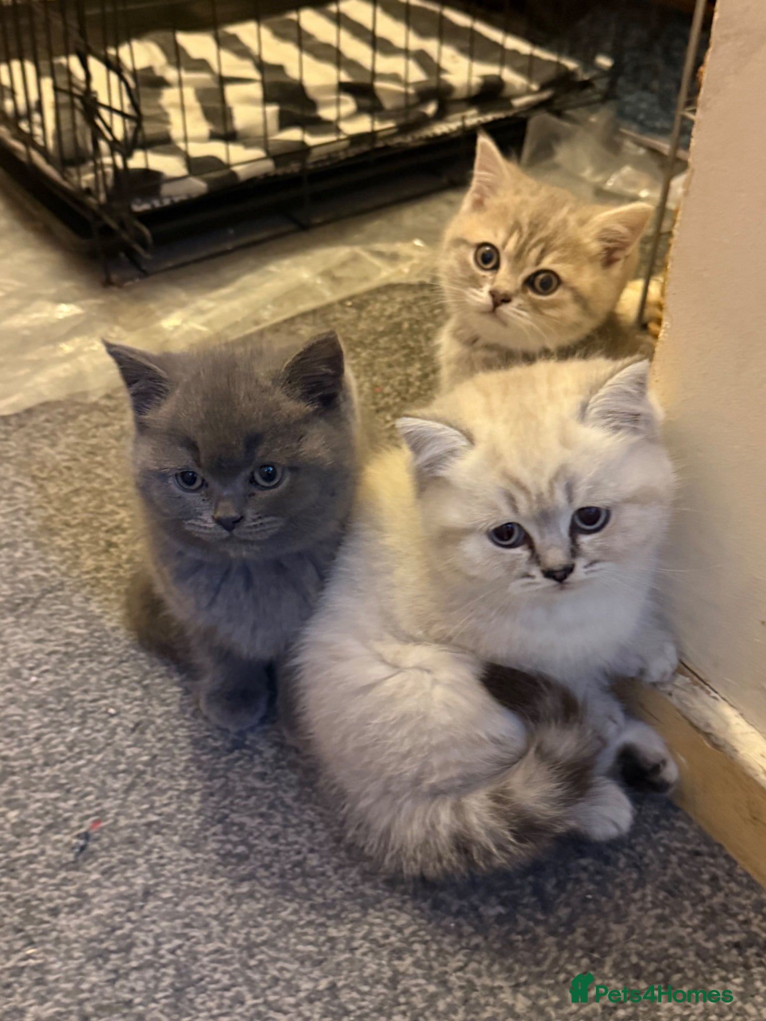 British Shorthair cats 4 beautiful British short hair kittens & mother  - Advert 17
