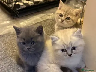 British Shorthair cats 4 beautiful British short hair kittens & mother - Advert 17