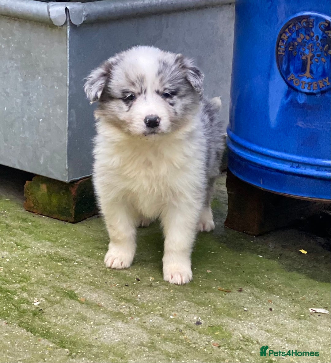Australian Shepherd Mix Border Collie Retriever Mix Puppies For