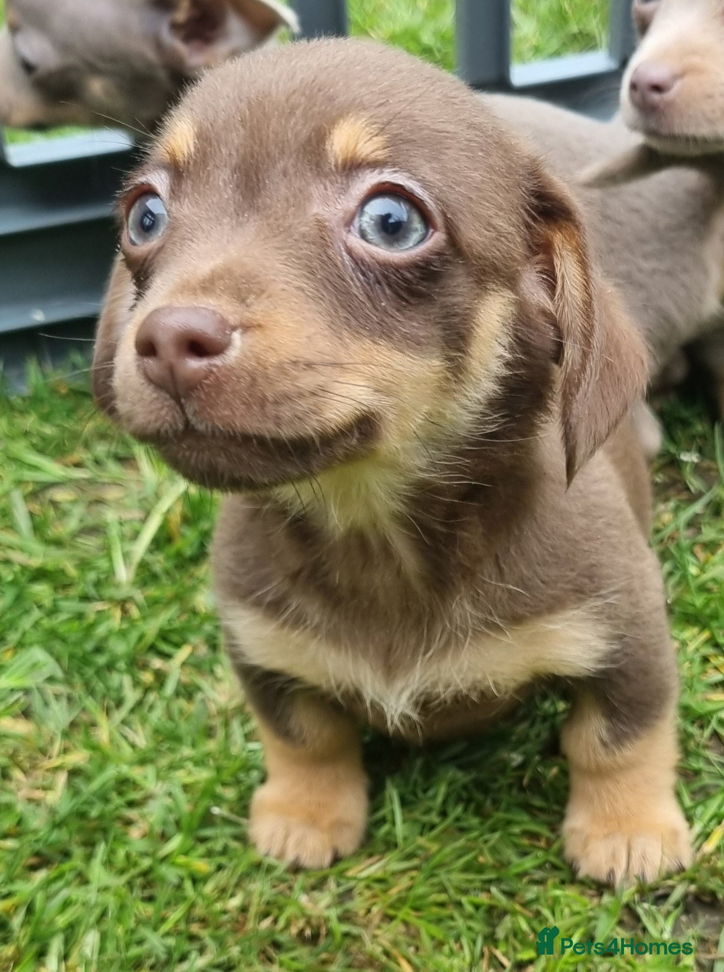 Mixed Breed dogs Dachshund x Pomeranian Super Cute - Advert 15