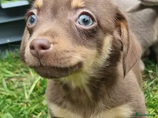 Mixed Breed dogs Dachshund x Pomeranian Super Cute - Advert 15