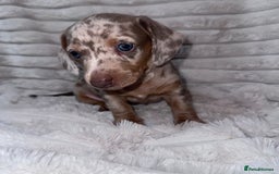 Miniature Dachshund dogs for sale: kc miniature dachshunds  - Image 10