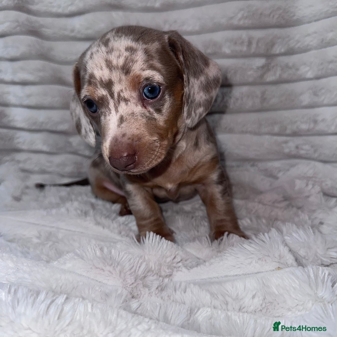 Miniature Dachshund dogs for sale: kc miniature dachshunds  - Image 10