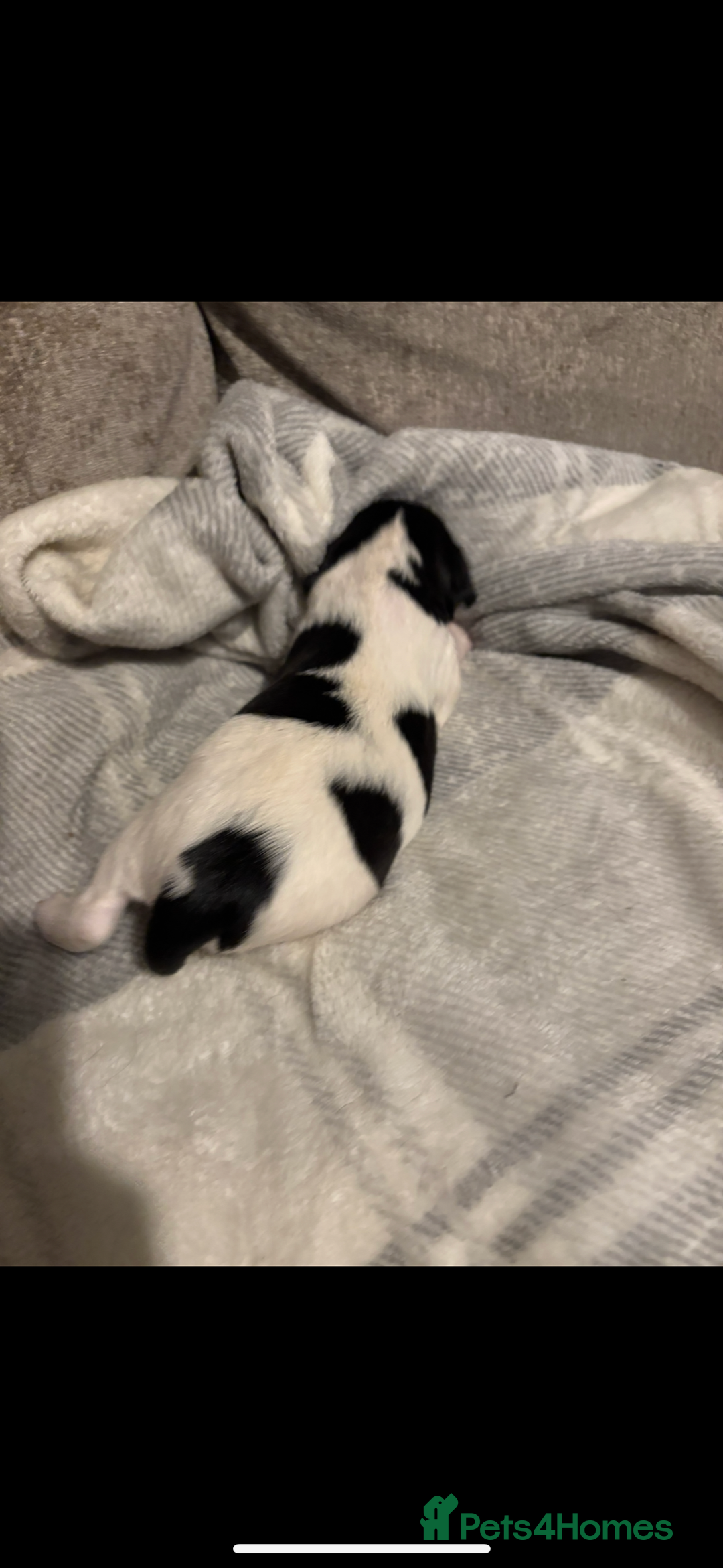 Mixed Breed dogs for sale: 5 BEAUTIFUL SPRINGER/SPROCKER PUPPIES FO SALE  - Advert 28