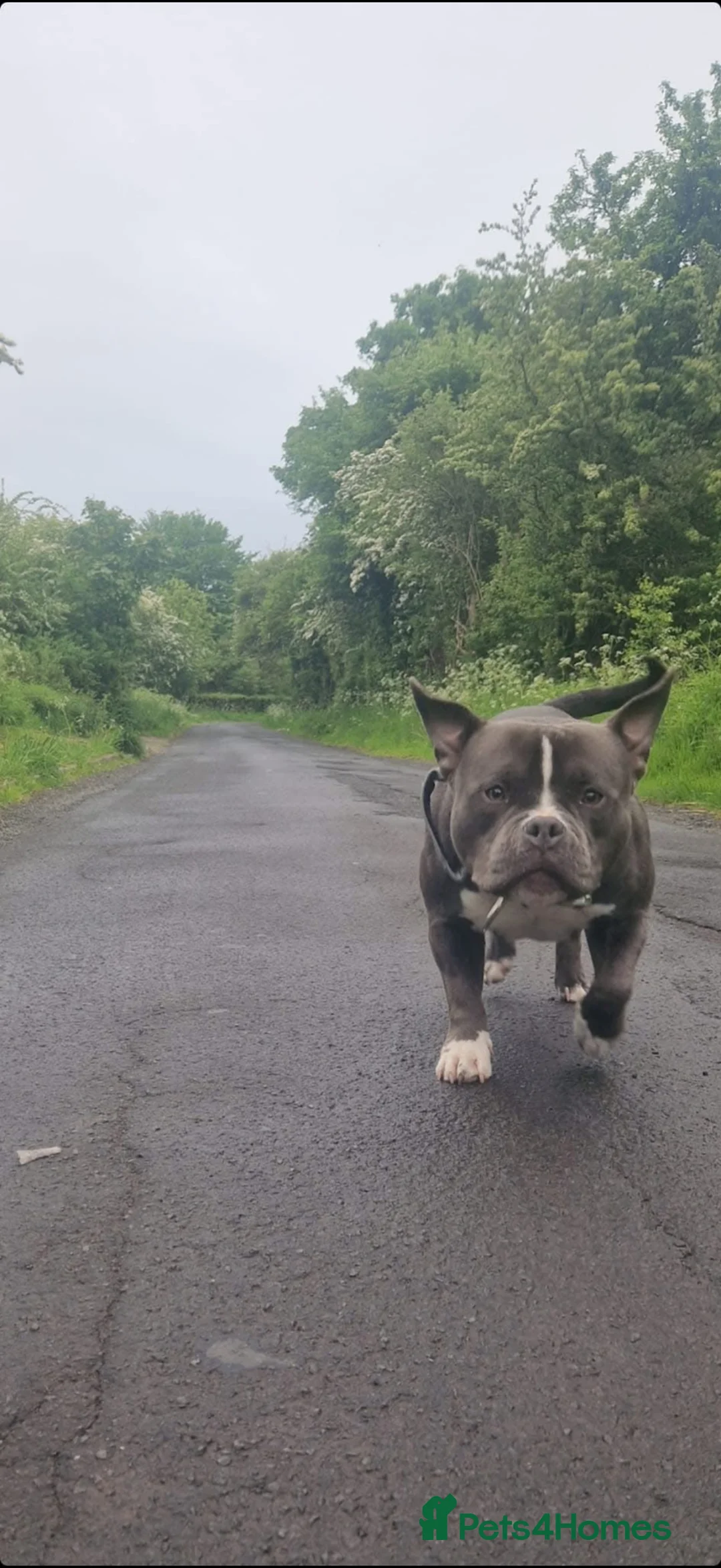 American Bully dogs for sale: Kora “Pocket Bully” in Kilmarnock - Advert 9
