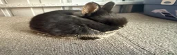 Netherland Dwarf rabbits for sale: Pure Bred Netherland Dwarf Rabbits - Advert 8