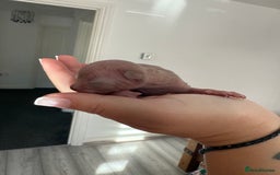 Sphynx cats for sale: Beautiful Tiny Kittens🐾 - Image 2