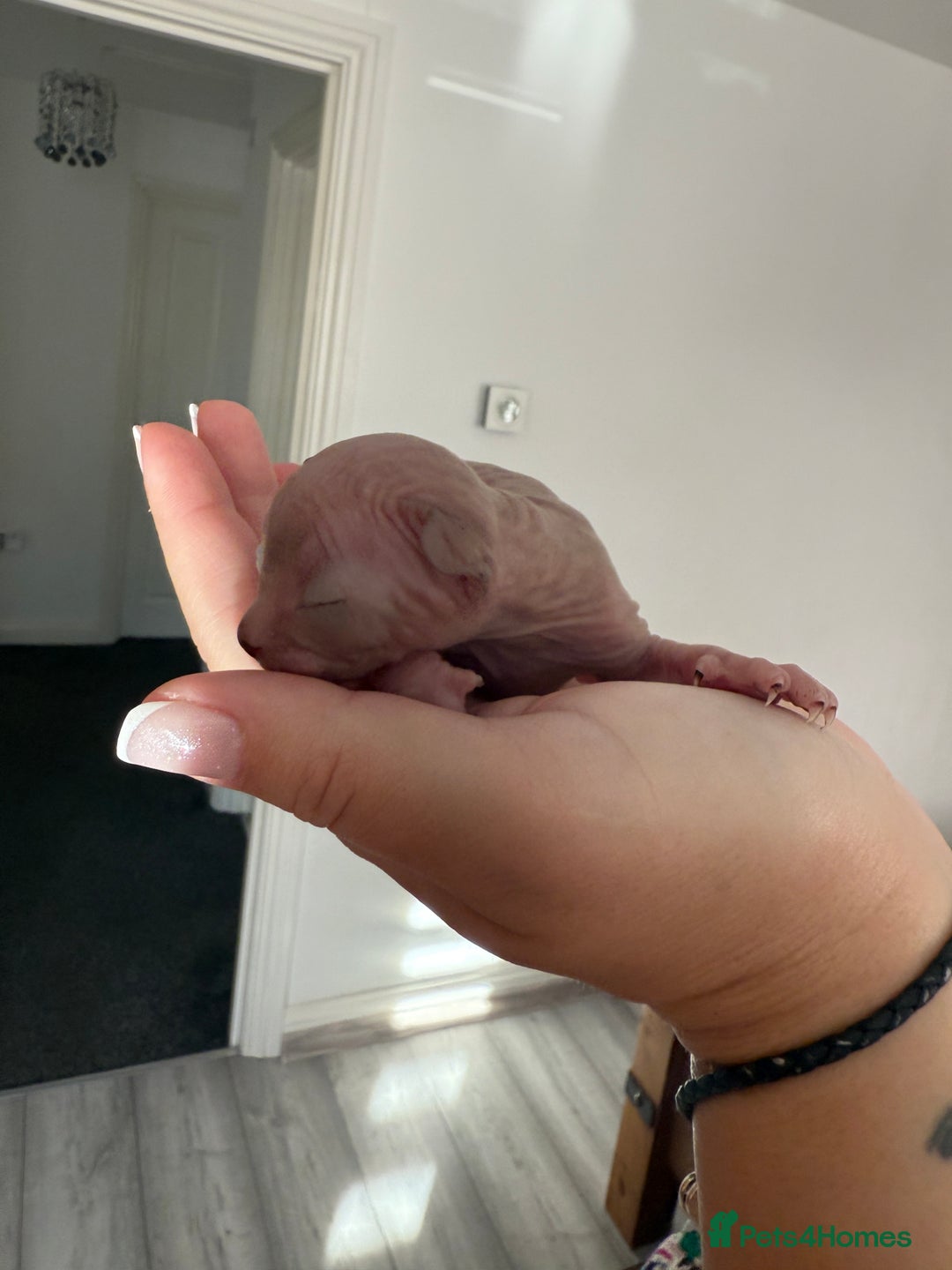 Sphynx cats for sale: Beautiful Tiny Kittens🐾 - Image 2