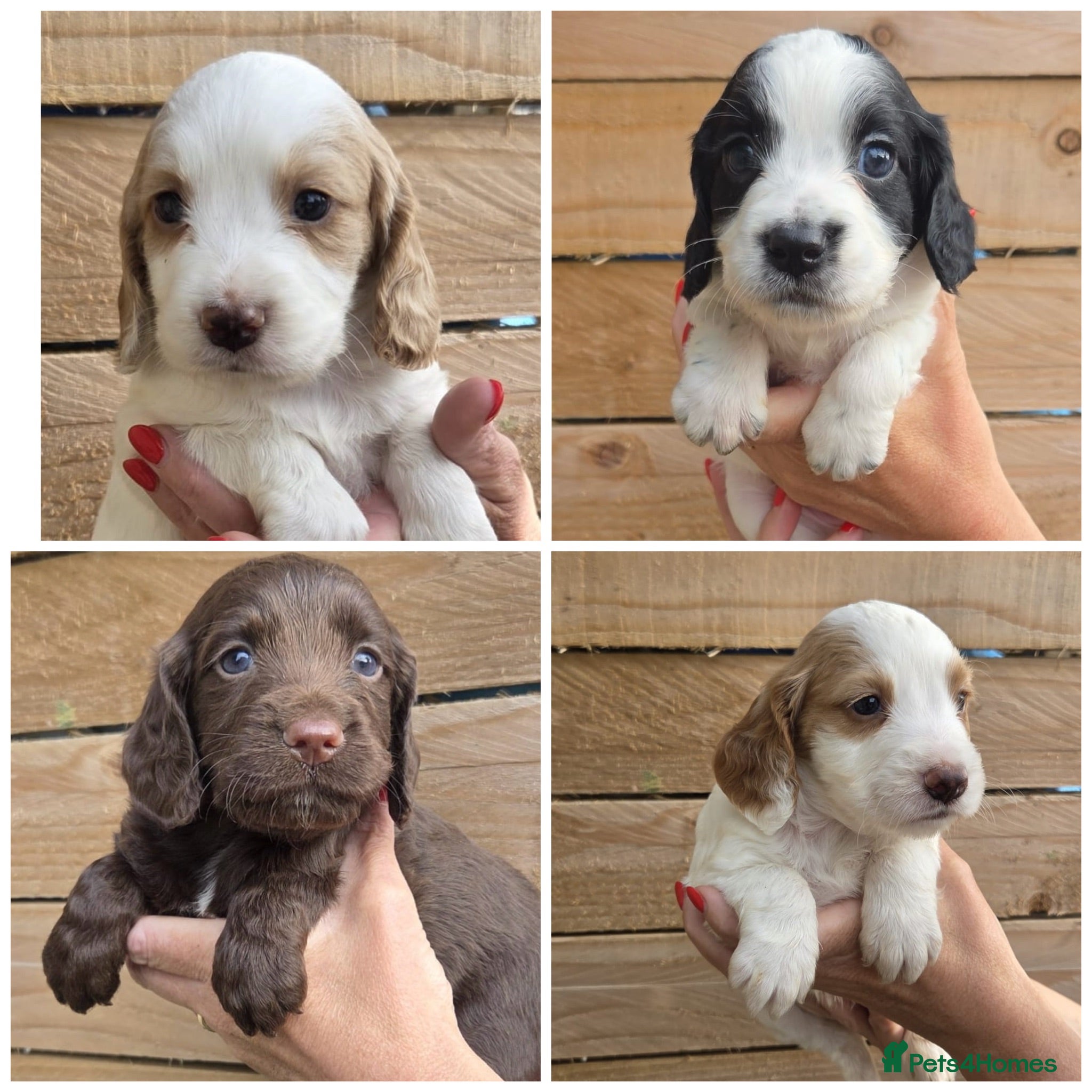 Cocker Spaniel dogs Beautiful KC Reg Working Cocker Spaniels Puppies - Advert 1